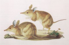 bandicoots